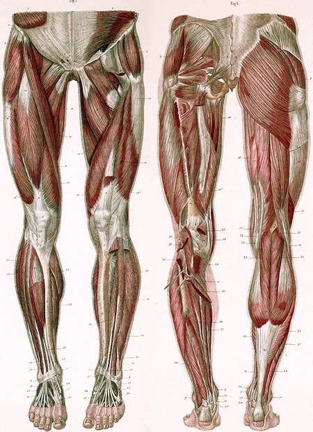 Diagram Of Muscles In The Human Leg