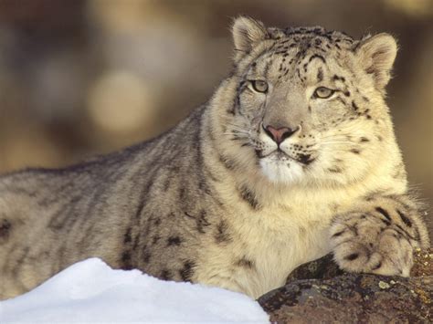 snow leopard - Snow Leopards Photo (13358496) - Fanpop