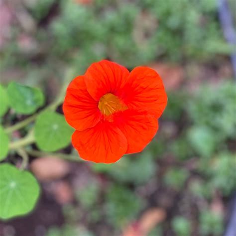 Nasturtium - Whirlybird Mix – Matches Seeds