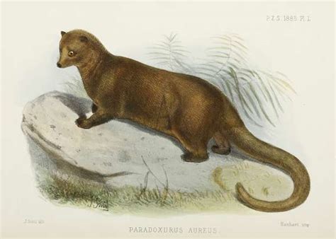Species New to Science: [Mammalogy • 2009] the Taxonomy of the Endemic ...