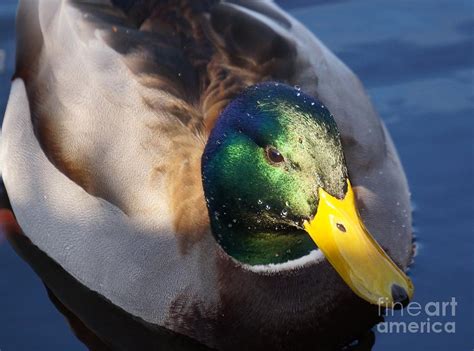 Handsome Fella Photograph by Zori Minkova - Fine Art America