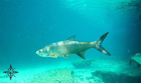 Jenny Scordamaglia Summer In Tulum Miami And Avoid