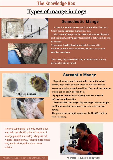 Sarcoptic Mange