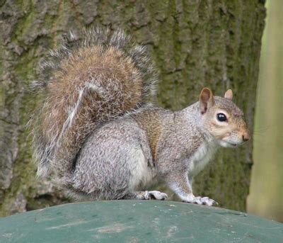 Synapsida: Fossilised Squirrel Brains