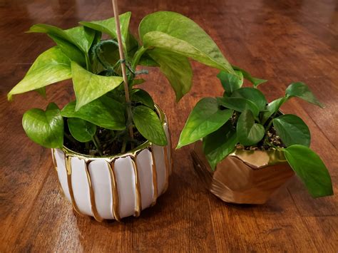 Jessenia Pothos vs. Reverted Jessenia Pothos : r/IndoorGarden