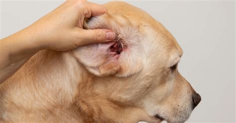 reasons  ear stands    dog waggle