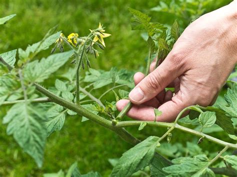 Information About Pruning Tomato Plants