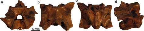 palaeopython ceciliensis  quarry xli geiseltal mid trunk vertebra