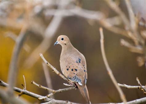 Dove Birds - All You Need to Know About this Symbolic Pet Bird!