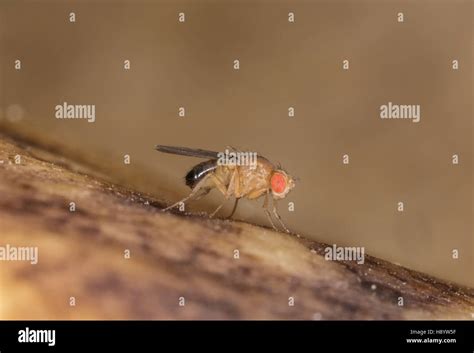 Male Common fruit fly, Drosophila melanogaster, on rotting bananas ...