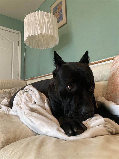 Update on rescue Cane Corso Medusa aka Nixxi : r/CaneCorso