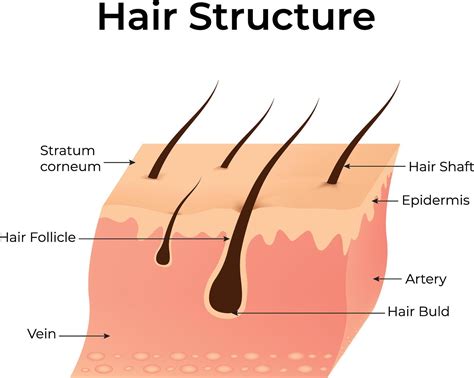 hair structure stratum corneum hair follicle vein artery hair bild