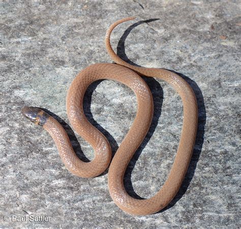 Southeastern Crowned Snake