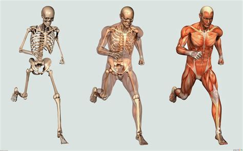 Ciência Que Estuda A Estrutura Do Corpo Humano - Ciência Que Estuda A Estrutura Do Corpo Humano - FDPLEARN