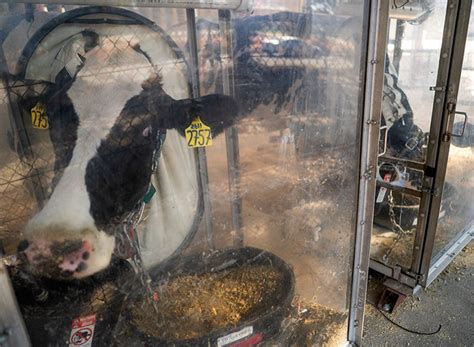 making cows  sustainable  gassy uc davis