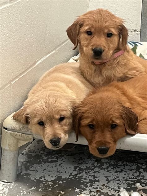 Pandemic pet boom hits bust as B.C. shelters see influx of animals | Globalnews.ca