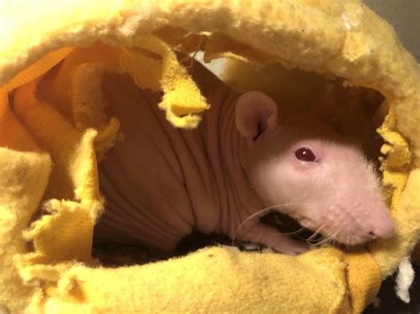 Have you ever had a rat that wanted to live alone? : r/RATS