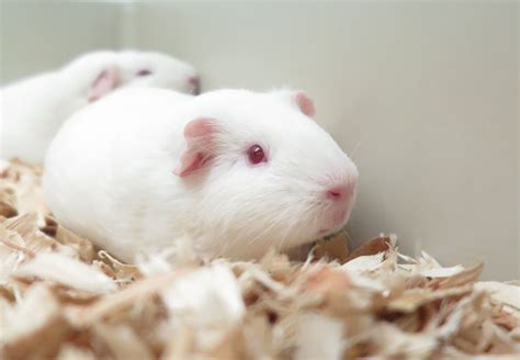 guide to guinea pig weak easily 5