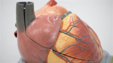 What Is The Treatment For Fluid Around Heart at Nelson Kennedy blog