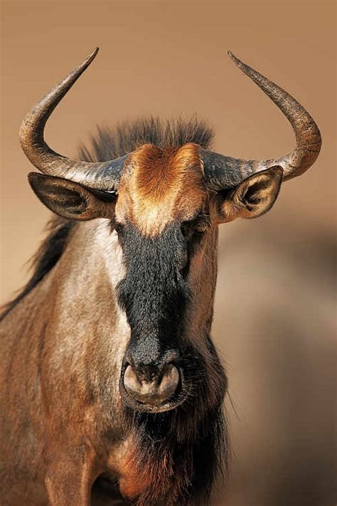 Wildebeest Facts - Animal Facts Encyclopedia