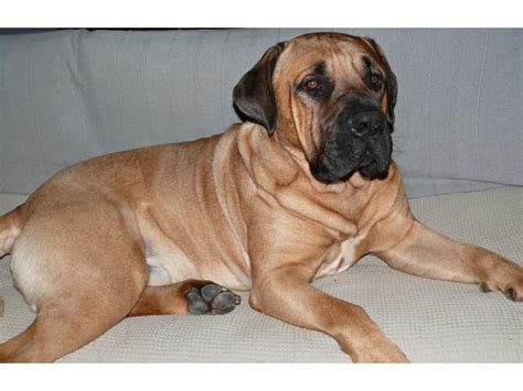 Boerboel puppies Cape Winelands - PUPPIES FOR SALE