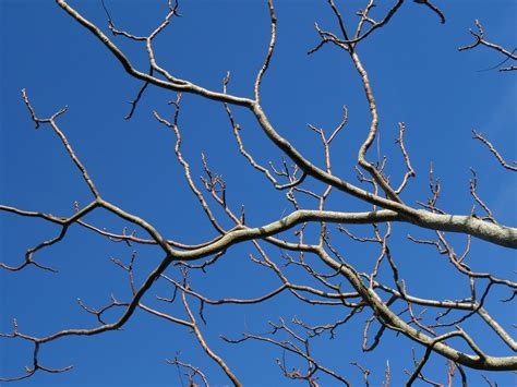 kostenloses foto zum thema aeste baum blauer himmel