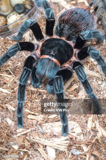 hairy tarantula stock  high res pictures  images