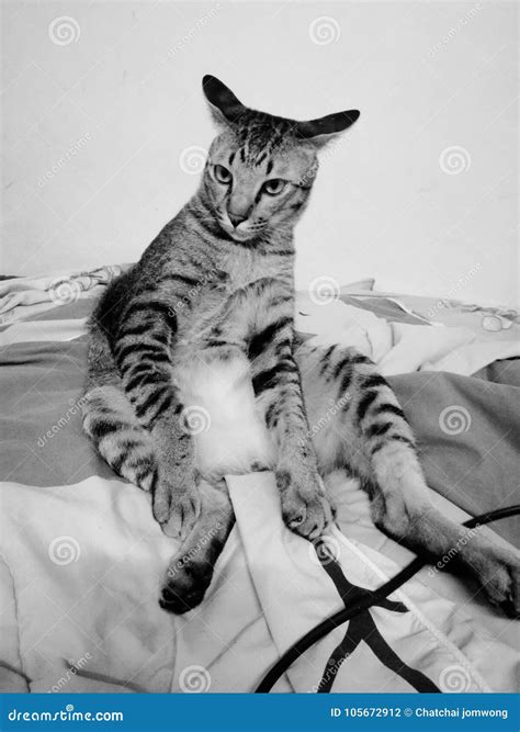 cat modeling stockfoto bild von katze tiere alleine