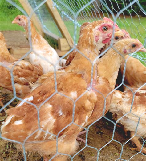 Raising chickens for meat - Dark Family Homestead