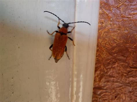 Worried this might be a wood eating bug? : r/whatsthisbug