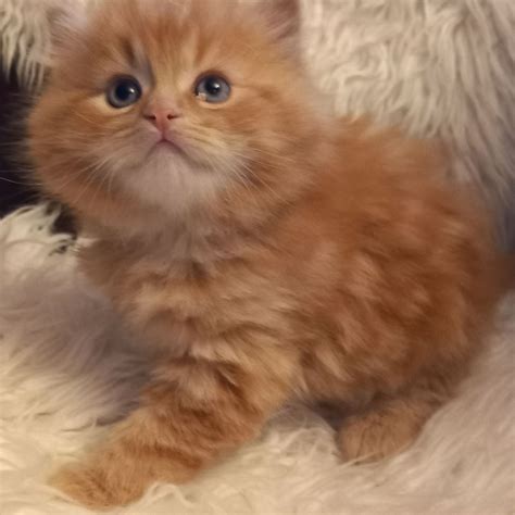 Purr Precious Kittens Ireland | Donegal