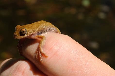 tiny frog animals   world animals frog