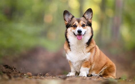 international corgi day       celebrated dogster