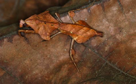 ˚Dead Leaf Mantis