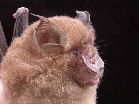 Why bats don’t get sick from the viruses they carry, but humans can