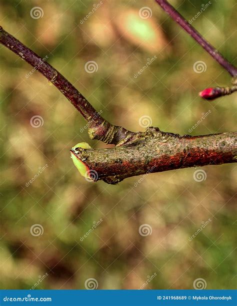 Improper Pruning of Trees Using Heading Cuts Stock Image - Image of