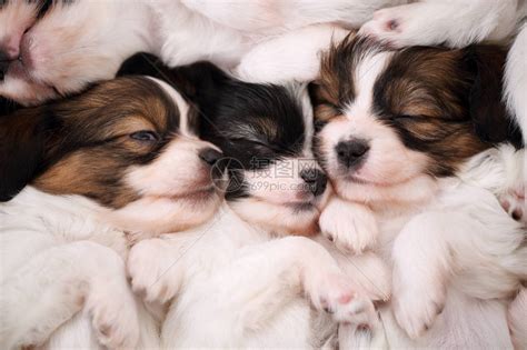 papillon