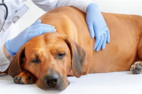 This Common Pet Food Ingredient Could Be Slowly Making Your Dog Sick