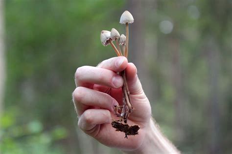 Cómo identificar hongos alucinógenos