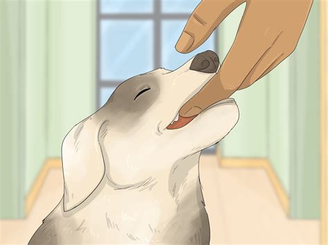 Why Does My Dog Nibble on Me (& How to Make Them Stop)
