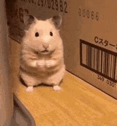 hamster gifs  share gifdbcom