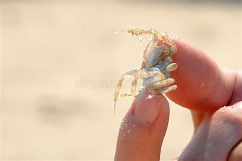 Crab pinch the finger stock photo. Image of crab, live - 91113322