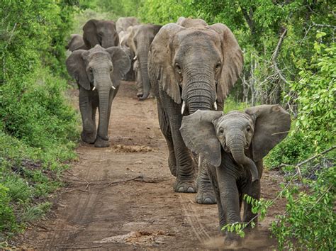 thula thula private game reserve  linkedin harmony  species