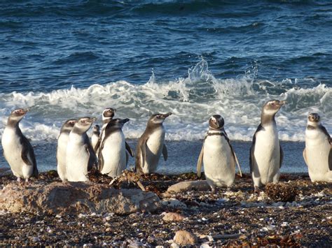 Magellanic Penguin Biology - Center for Ecosystem Sentinels