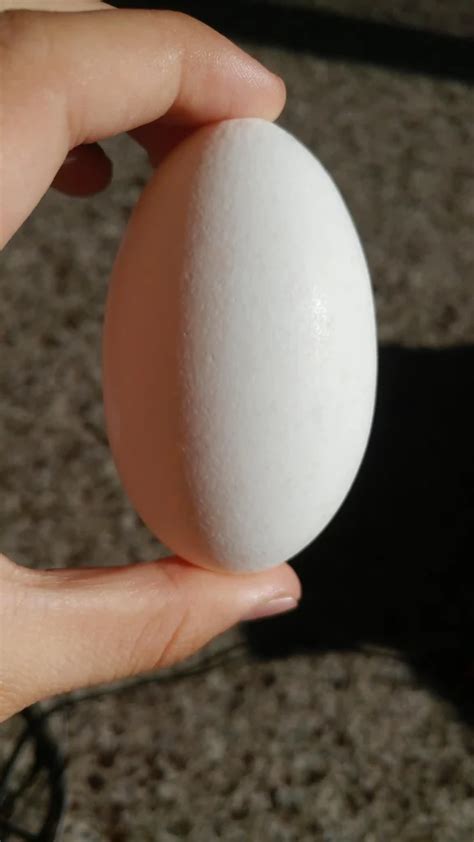 eggs egg shaped  fascinating science  natures design