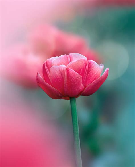 cicek fotograflari bu guezel karelerin nasil cekildigini biliyor musunuz