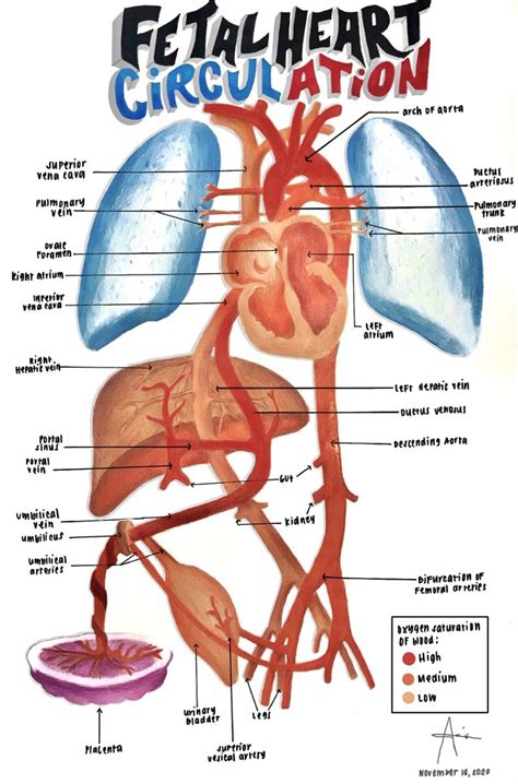 Best 13 Fetal blood circulation – Artofit