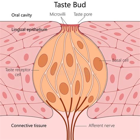 Diagram of Human Taste Bud Anatomy Medical Science Stock Illustration ...