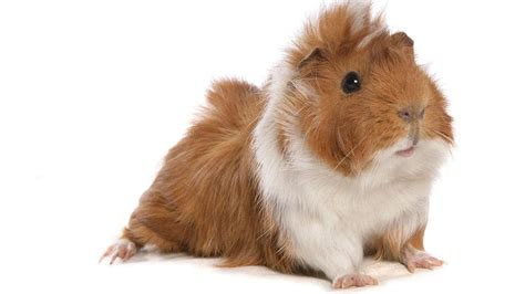 5 Exotic Pets That Are Good for Kids - Atlanta Parent
