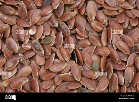Linum usitatissimum, common flax Stock Photo - Alamy